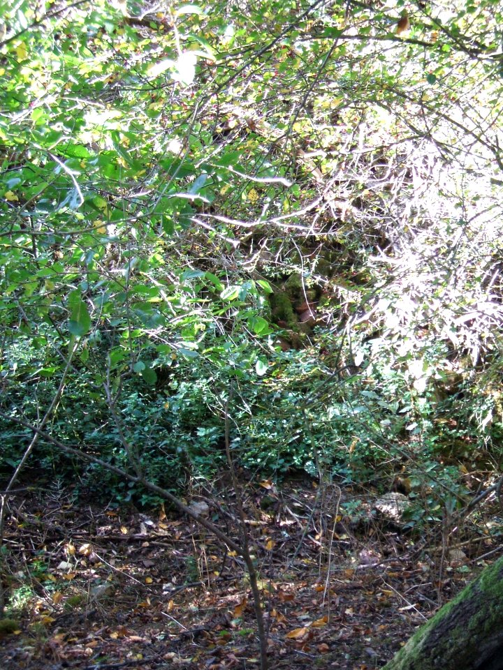 Steinlachsgraben Steinehaufen und Bewuchs
