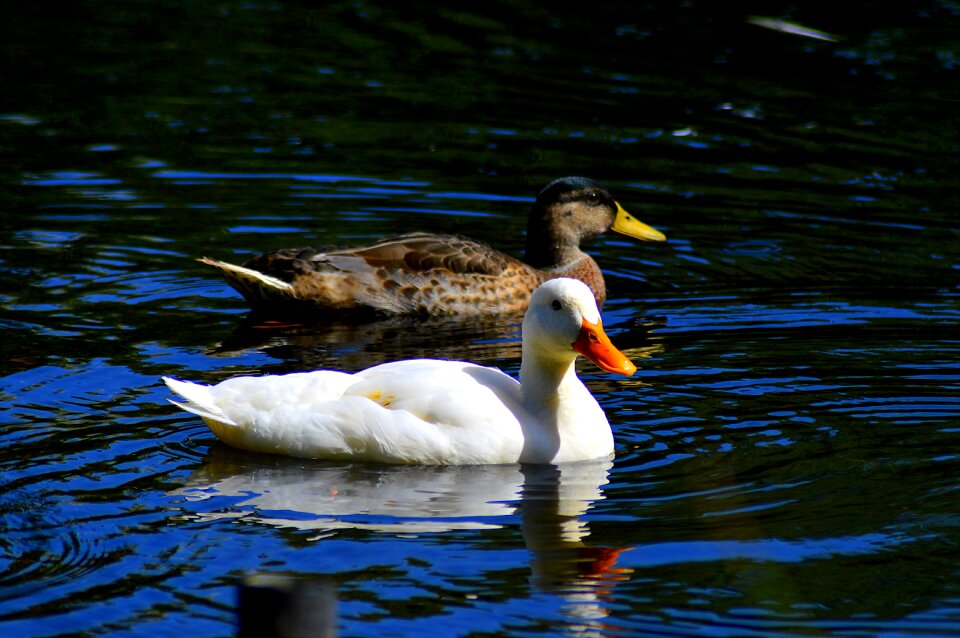 Water bird poultry pond photo