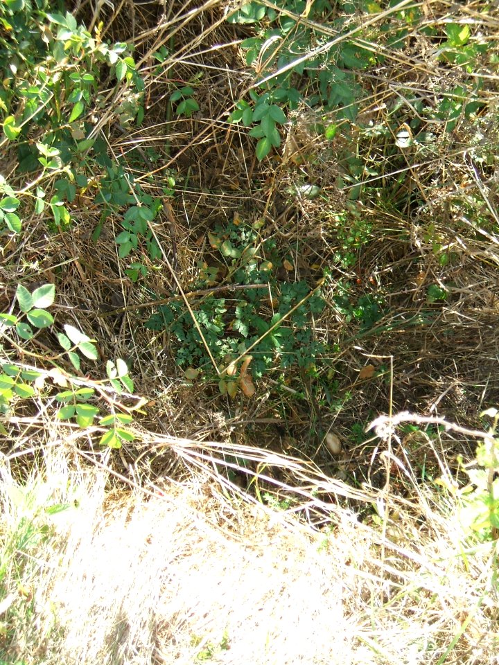 Steinlachsgraben Kurve Graben Einlass