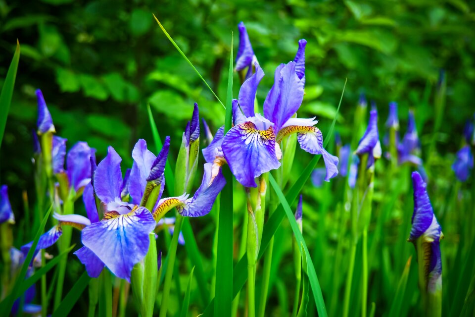 Bloom garden nature