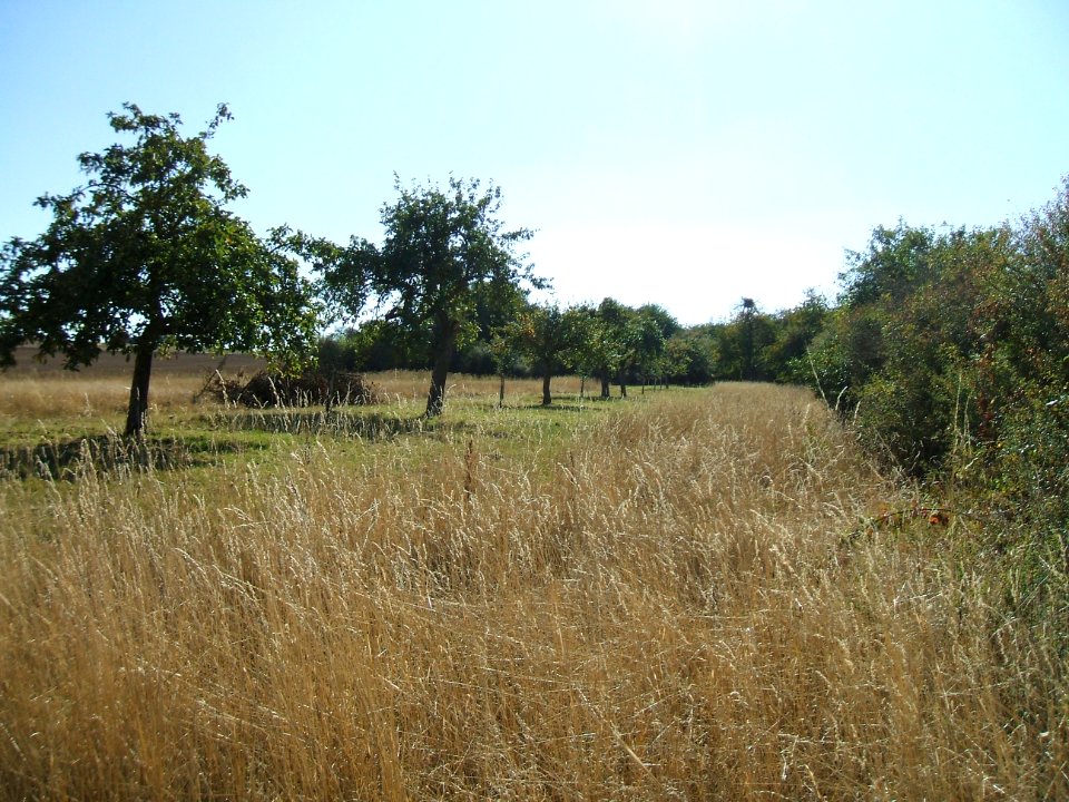 Steinlachsgraben südöstlicher Rand