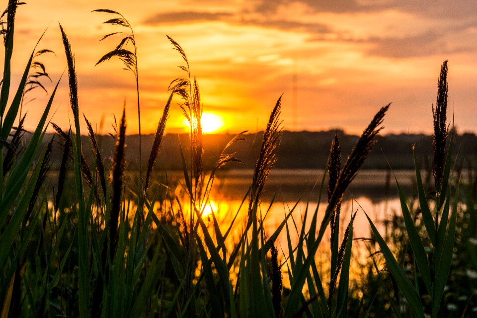 Nature meditation summer
