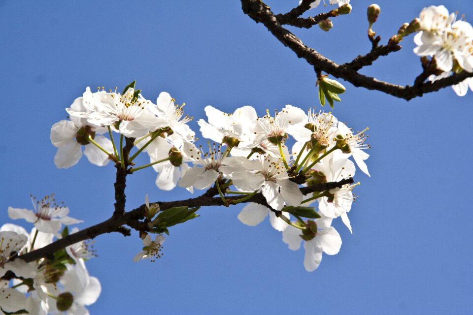 Spring garden flower