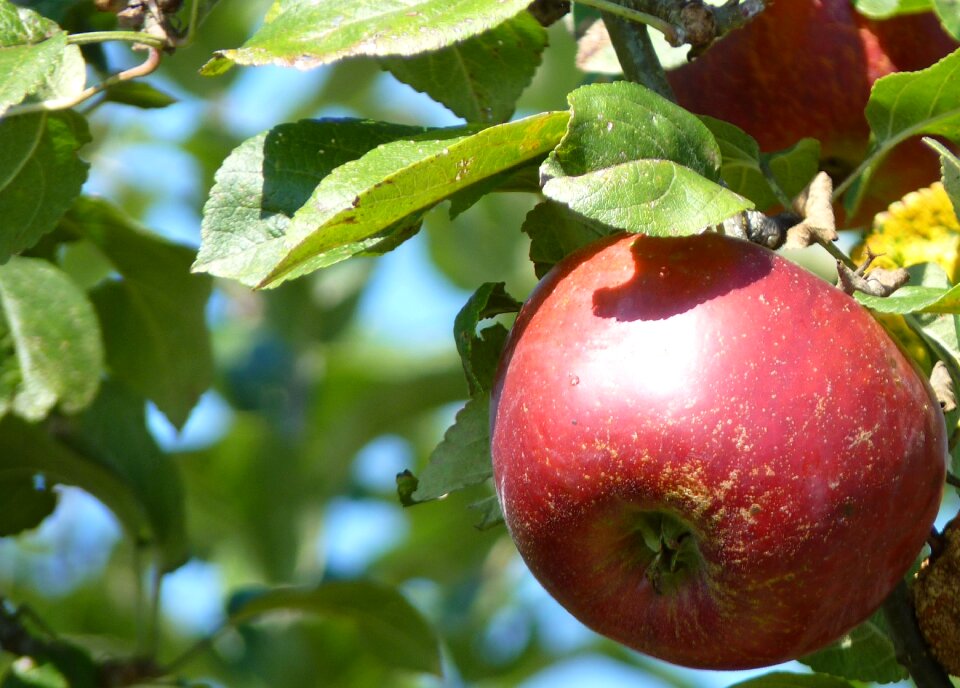 Fruit apple tree fresh