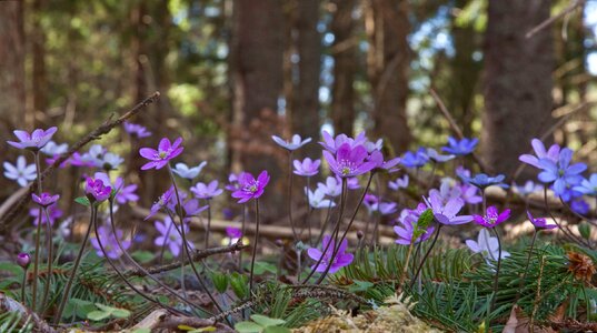 Blue anemone anemone hepatica multiple colors photo