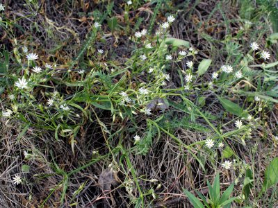 Stellaria graminea Oulu, Finland 13.06.2013