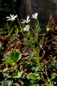 Stellaria holostea12