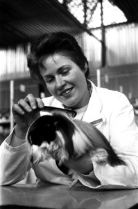 Tentoonstelling van kleine dieren Savoa in RAI Amsterdam. Cavia wordt opgekamd, Bestanddeelnr 923-0280