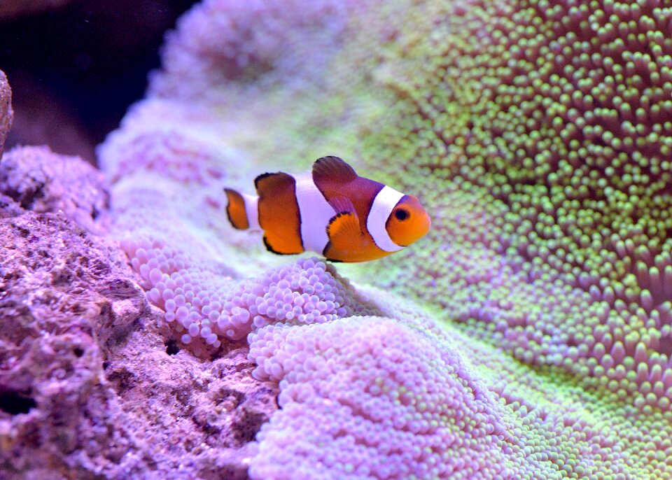 Nemo underwater sea