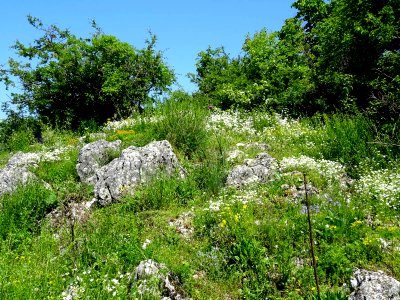 Stejerisul Mare near Brasov, flora