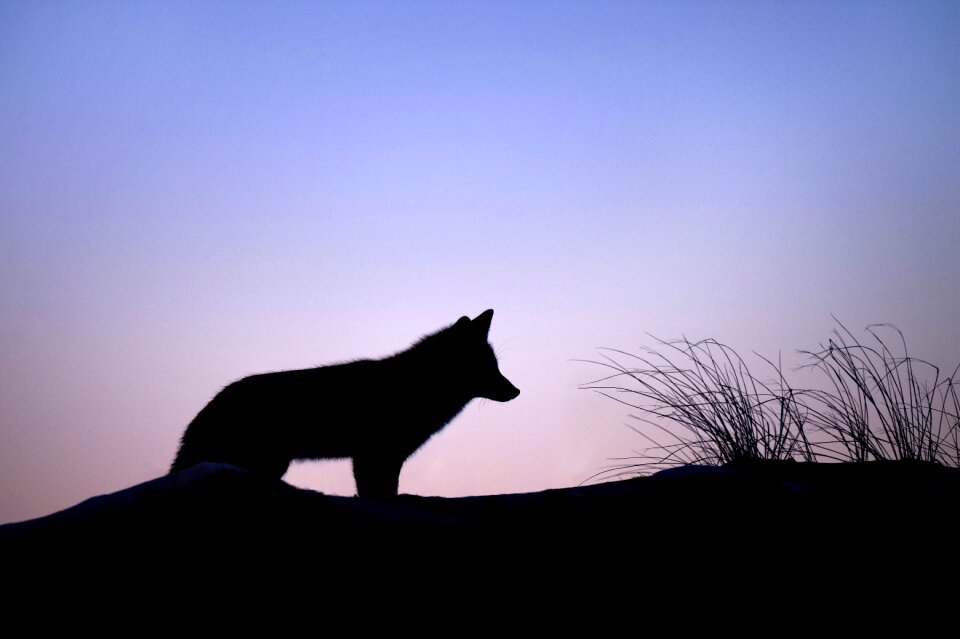 Dusk hunter landscape