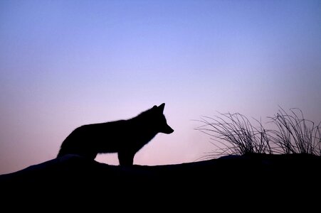 Dusk hunter landscape