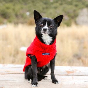 Cute puppy doggy