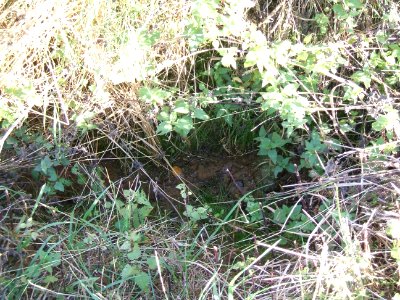 Steinlachsgraben Graben neben Kappesbrunnen