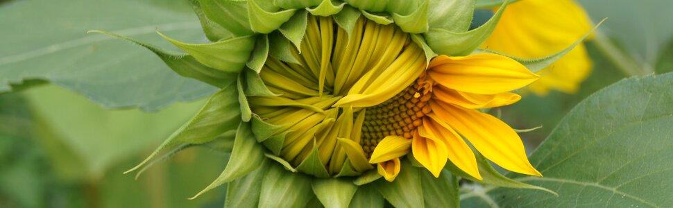Flower summer nature
