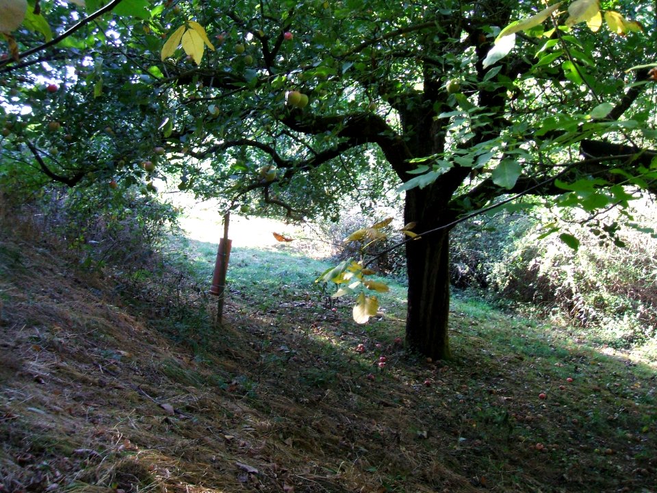 Steinlachsgraben gepflegt bei Hochsitz 3