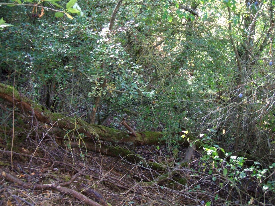 Steinlachsgraben Bewuchs 6