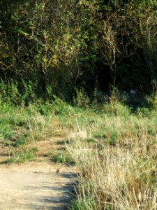 Steinlachsgraben Weg Rübenacker Abfall