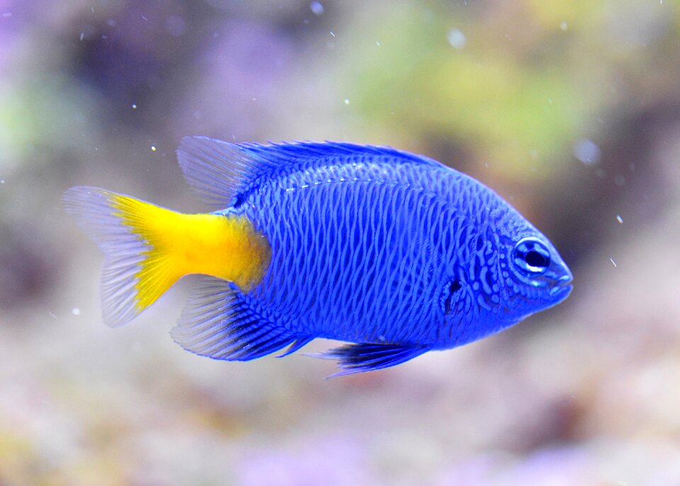 Nemo underwater sea