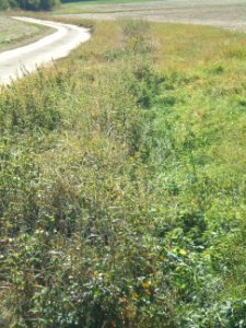 Steinlachsgraben Kurve Graben aufwärts