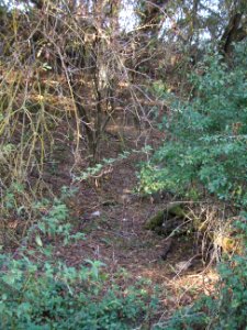 Steinlachsgraben Muldenrand 6