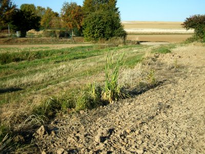 Steinlachsgraben Schilf Kappesbrunnen Kläranlage