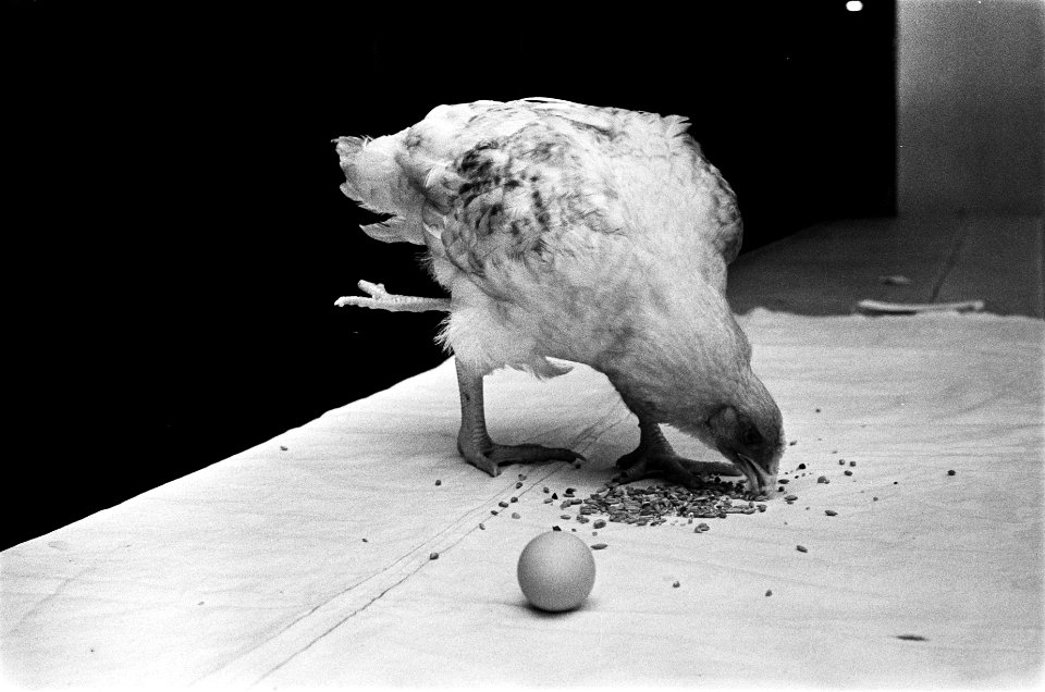 Tentoonstelling van kleine dieren Savoa in RAI Amsterdam. Kip met vier poten, me, Bestanddeelnr 923-0281