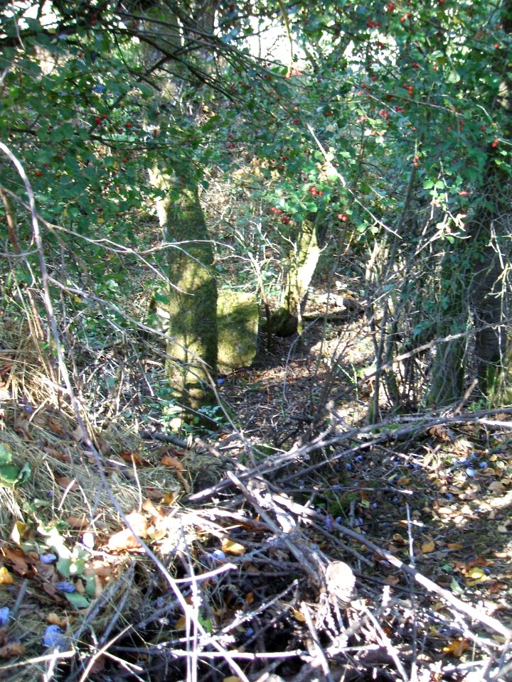 Steinlachsgraben Bewuchs 4