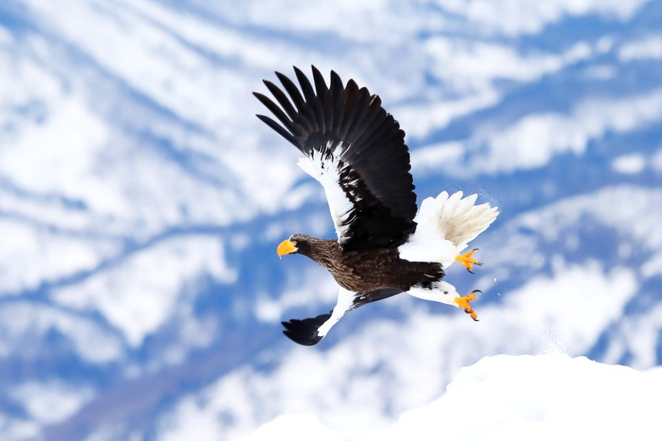Steller Sea Eagle (247703295)