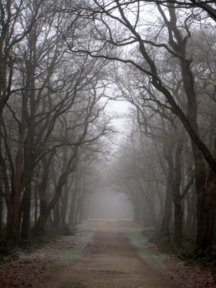 Forest hoarfrost winter magic