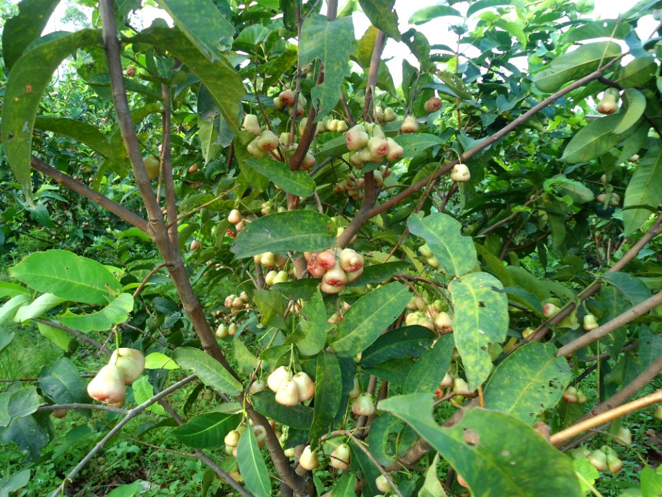 Syzygium (rose apple) tree in Hainan - 01