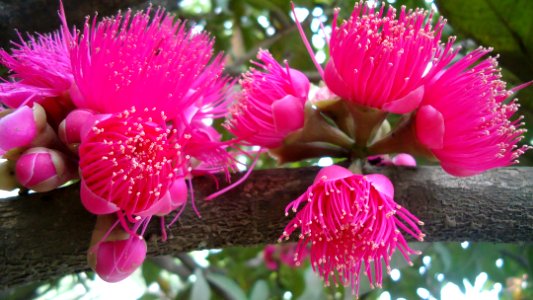 Syzygium flowers photo