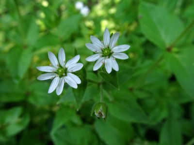 Stellaria aquatica, 2021-06-13, Seldom Seen, 02