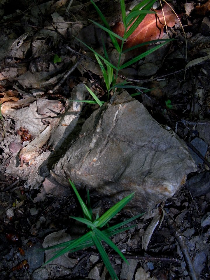 Stellaria holostea near old bunkers R0013484