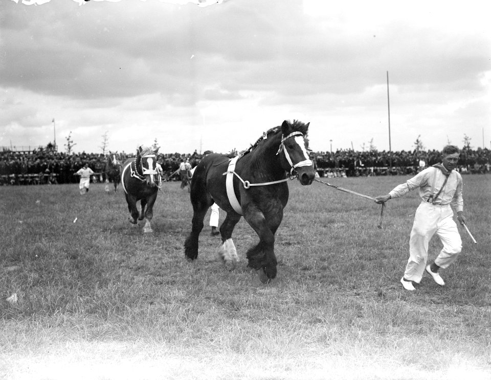 Tentoonstelling Het Nederlandse Trekpaard Den Bosch Kampioen 1948 Voorrijden l, Bestanddeelnr 902-8009
