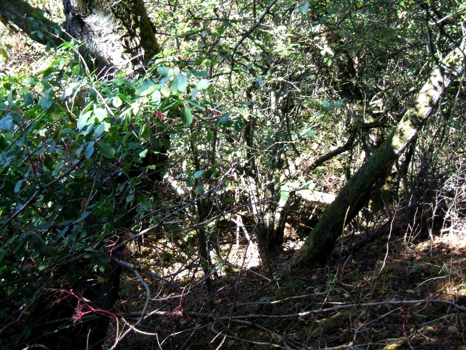 Steinlachsgraben Bewuchs 7