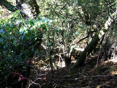 Steinlachsgraben Bewuchs 7