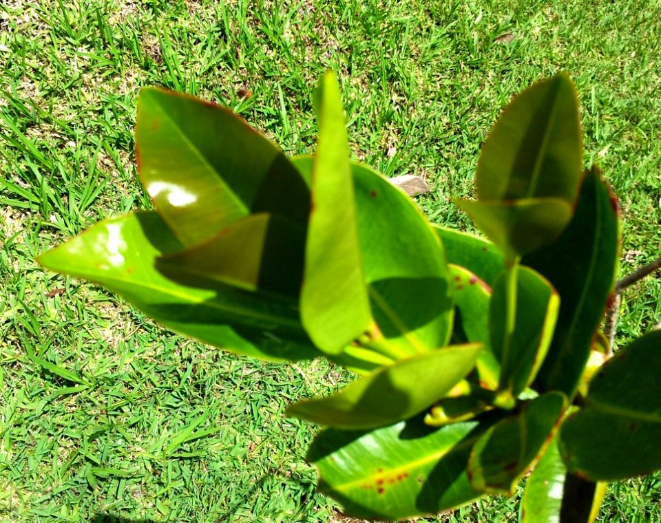 Syzygium contractum - Bois de pomme - Mauritius endemic tree