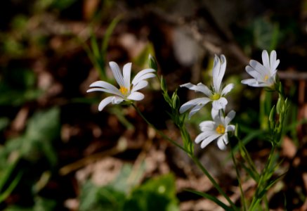 Stellaria holostea4