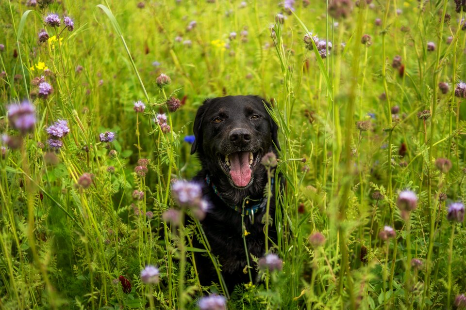 Domestic dog soul dog puppy