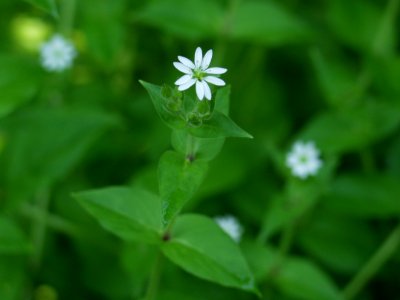 Stellaria aquatica, 2021-06-13, Seldom Seen, 01