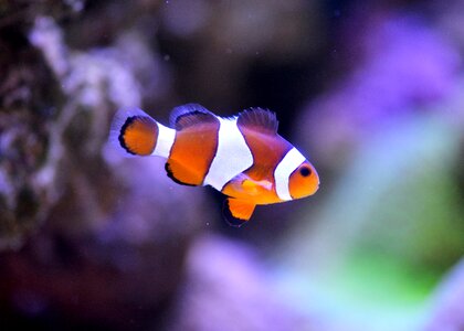 Clown fish nemo underwater photo