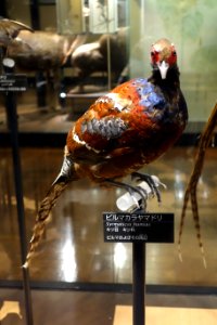 Syrmaticus humiae - National Museum of Nature and Science, Tokyo - DSC07032 photo