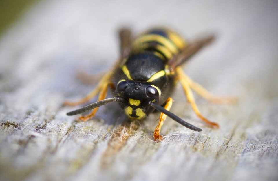 Striped sting nature