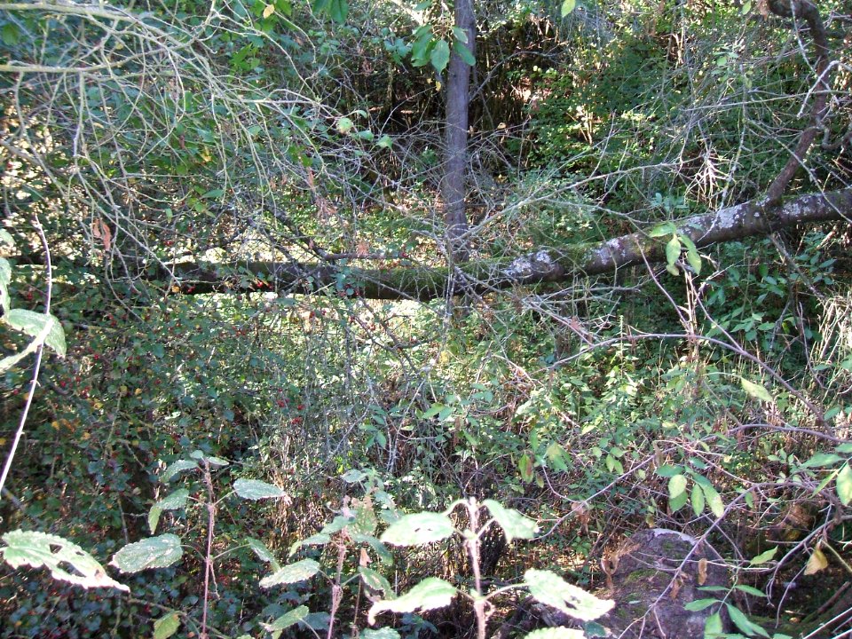 Steinlachsgraben Bewuchs B