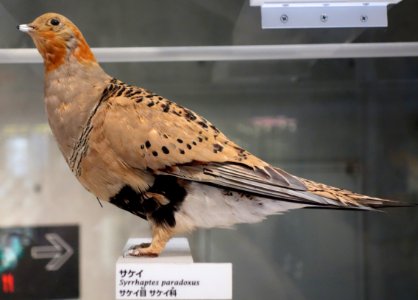 Syrrhaptes paradoxus - National Museum of Nature and Science, Tokyo - DSC07533