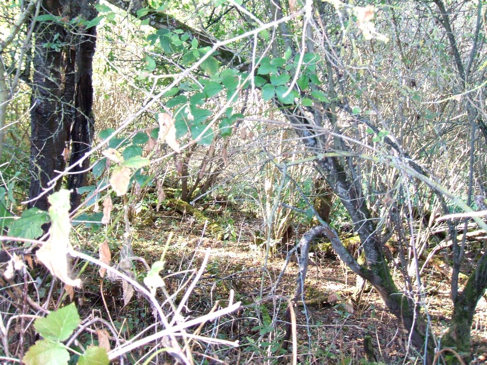 Steinlachsgraben Bewuchs C