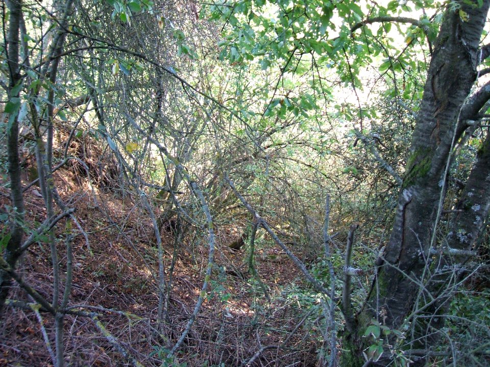 Steinlachsgraben Muldenrand 5