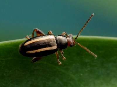 Systena elongata 100040399