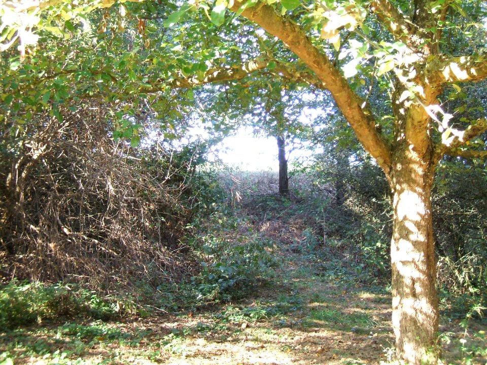 Steinlachsgraben Zuweg bei Hochsitz